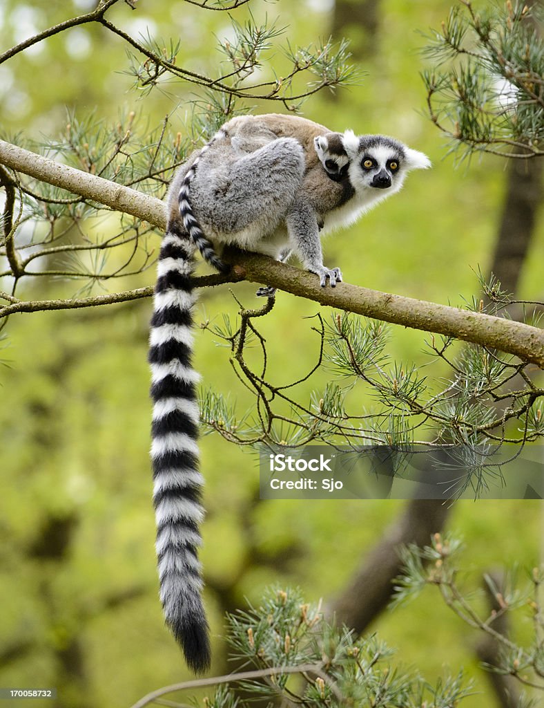 Lemur katta - Zbiór zdjęć royalty-free (Lemur)