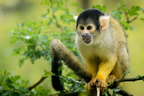 Squirrel Monkey sitting in a tree in the forest.