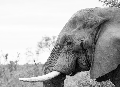 Close up portrait image of an African Elephant with large tusks