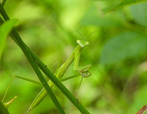 Praying mantis blending in with its surroundings in Illinois, USA.