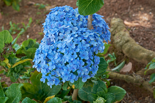 blue color hydrangea flowers in the garden, hydrangea macrophylla, most popular ornamental garden plants with large flower head or cluster, taken in selective focus with copy space
