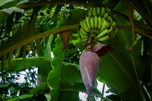 View of banana tree flower. Banana inflorescence, partially opened.