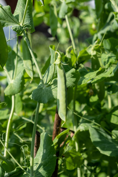 istock Growing peas outdoors and blurred background. Green pea pods 1700602038