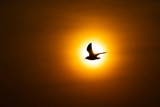 The seagull glides through the radiant sun, perfectly timed with the sunset.