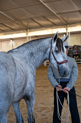 Pure Spanish breed horse