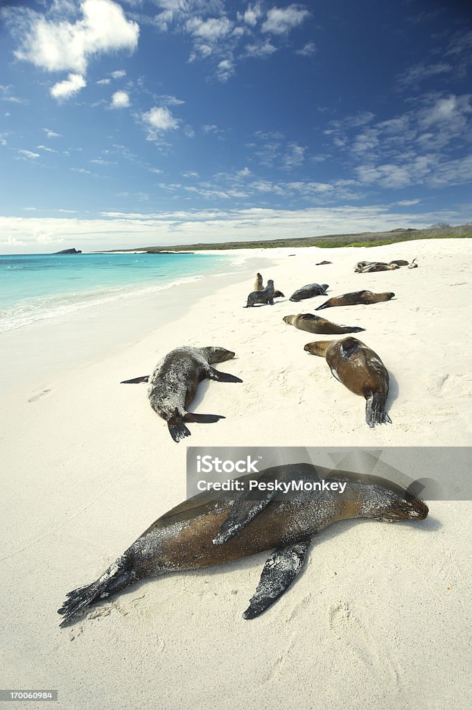 Galapagos Sea Lions Sun Themselves On Bright Beach Stock Photo - Download  Image Now - Galapagos Islands, Espanola Island, Animal - iStock