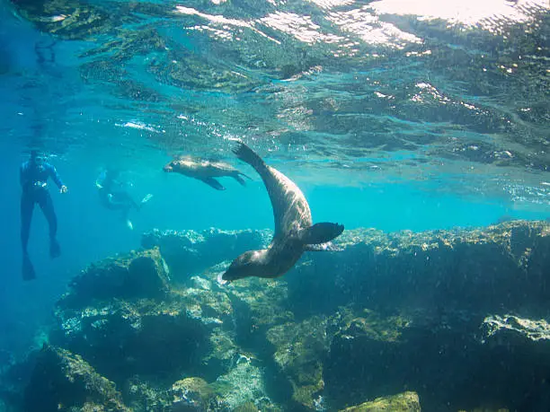 Curious sealions approach snorkelers on an underwater eco-tour in Galapagos Islands