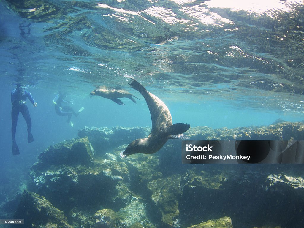 Leões de mar jogar com Tour Snorkelers Ilha de Galápagos - Royalty-free Ilhas Galápagos Foto de stock