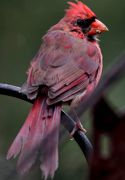istock A wet Northern Cardinal on a rainy day 1700620285