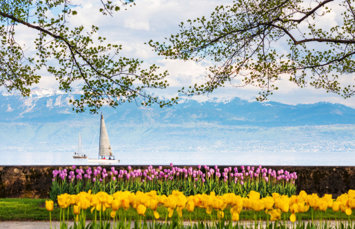 tulip garden in front of lac leman