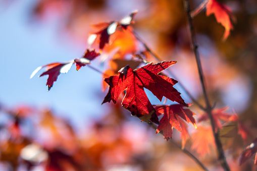 Close-up of red maple leaves on tree during autumn or Fall color change with blue sky in background