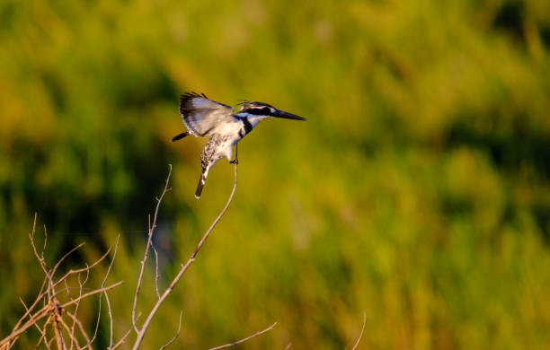 Pied Kingfisher stock photo