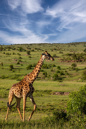 Giraffe in Masai Mara in Wildlife