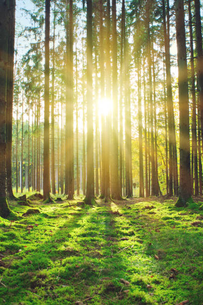 istock Summer forest with bright sun shining through the trees. 1700637725