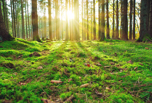istock Summer forest with bright sun shining through the trees. 1700637733