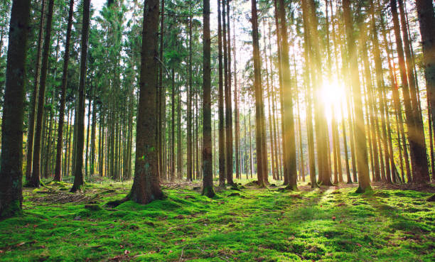 istock Summer forest with bright sun shining through the trees. 1700638278