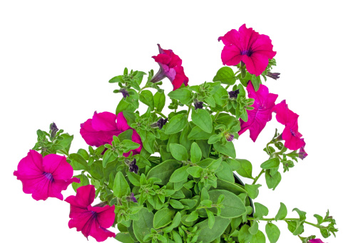 This blooming petunia has a white background