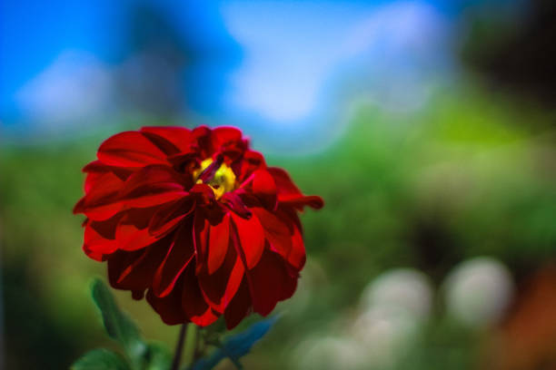 Red flower with green backgroun on summer