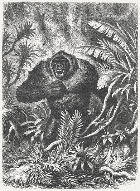 illustrazioni stock, clip art, cartoni animati e icone di tendenza di gorilla per heinrich leutemann, pubblicato nel 1877 - primacy