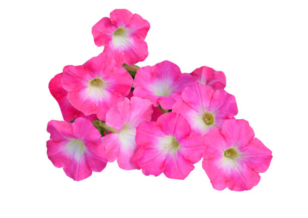istock Pink petunia flowers bunch 1700667838