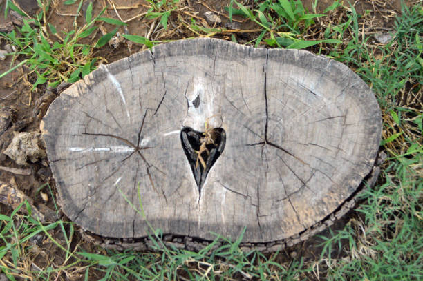 istock Tree stump in the woods
 , Wood and Green Grass Background 1700668484