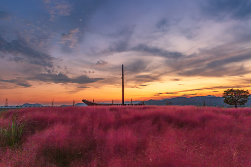 The view of the autumn fields with pink muhly flowers