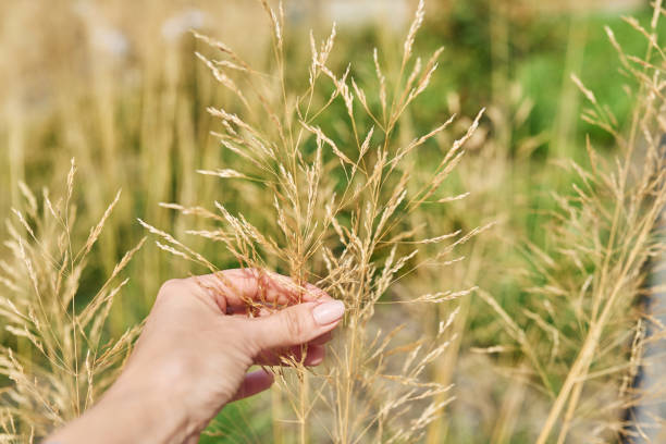 istock Cereal ornamental grasses, dry plant close-up 1700673452