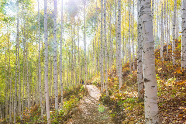istock an autumn forest scene with birch trees 1700674639
