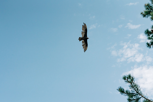 Cloudy sky and silhouette of one flying hawk. Copy space for text