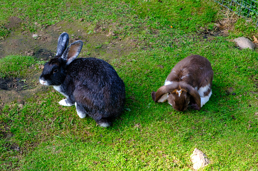 Two young rabbits in different colors are grazing on green grass. Rabbits in the open air.