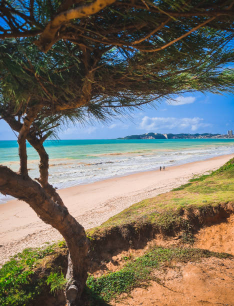 istock Morro do careca, blue sea and pine tree 1700677707