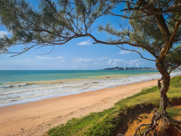 Morro do careca, blue sea and pine tree