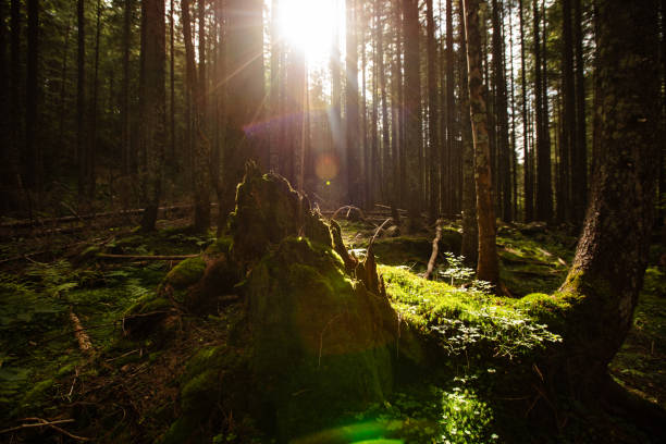 istock sun in the mountain forest with moss rocks 1700684119
