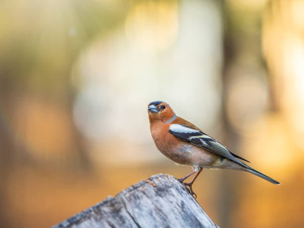 istock Common chaffinch, Fringilla coelebs, sits on a tree. Common chaffinch in wildlife. 1700685750