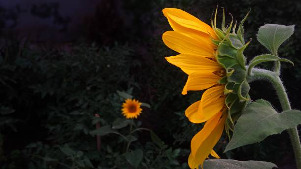 vista lateral do girassol grande crescendo em um jardim doméstico - sunflower side view yellow flower - fotografias e filmes do acervo