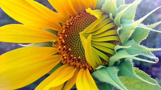 Close-up of a Big Half-Opened Sunflower Growing in a Home Garden