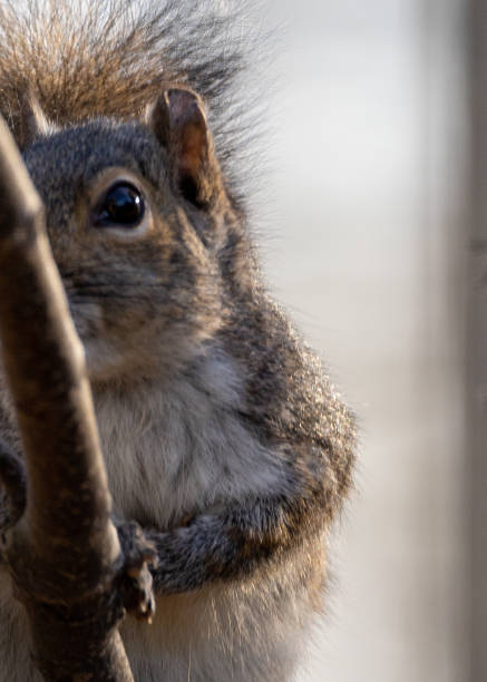 istock Close-up portrait of grey squirrel hiding half his face behind tree branch with warm sunset color against fur 1700687012