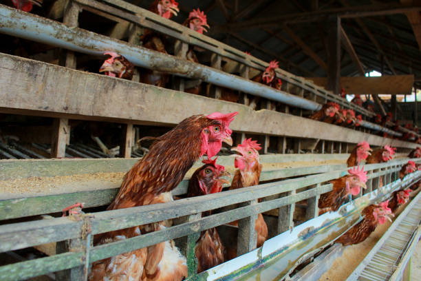 istock Jambi Indonesia; a laying hen fighting with another hen 1700692737