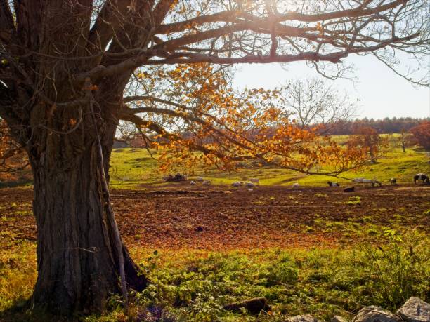 istock Autumn backlight in scenic Appleton Farm in Ipswich Massachusetts 1700694360