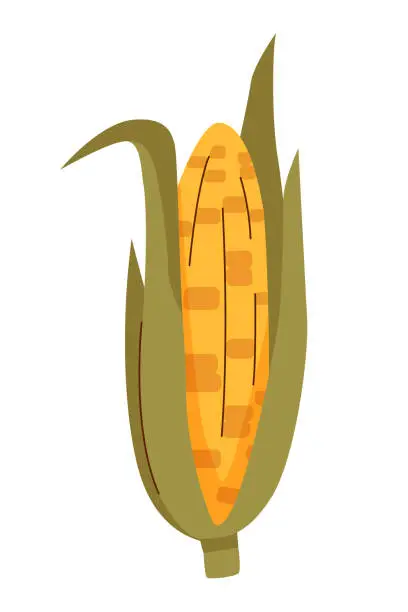 Vector illustration of Corn