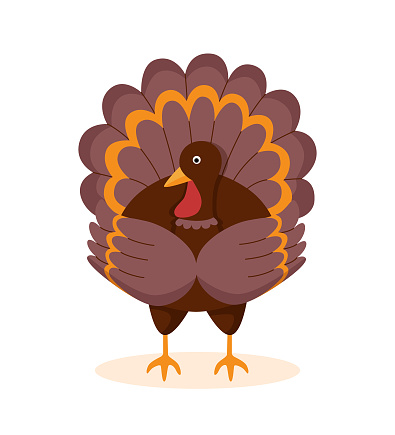 Thanksgiving concept. Turkey bird on white background. Character.