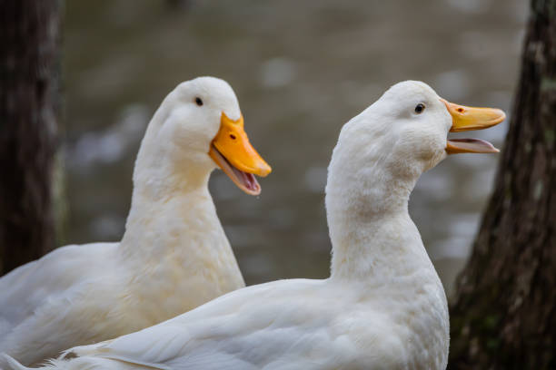 istock two Playful white ducks enjoying the pond together 1700708256