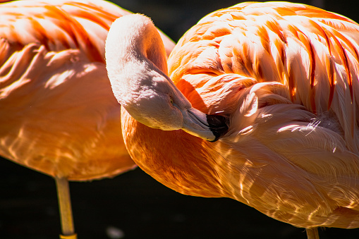 Colorful pink flamingo grooming itself with neck bent, sunshine reflecting off majestic feathers and water reflecting up from bottom. Close-up headshot or portrait with flamingoes blurred in background
