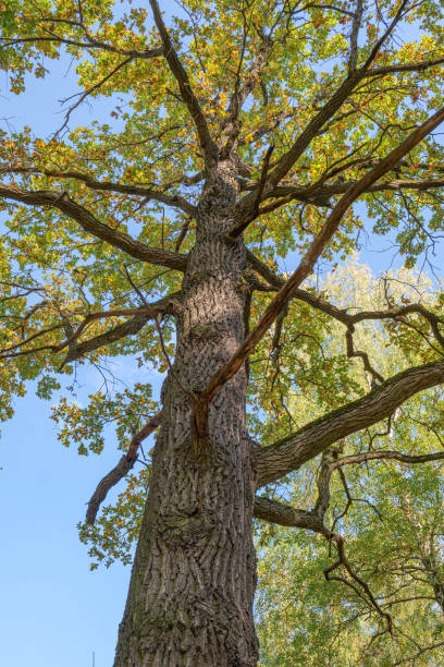 istock Photo of oak from below 1700713336
