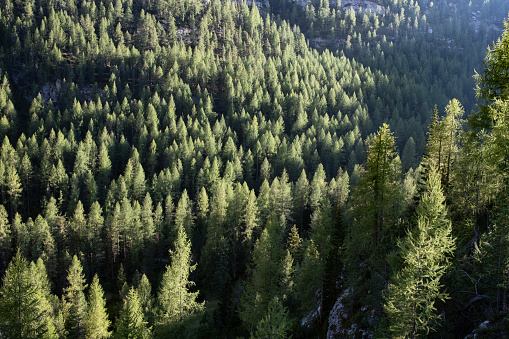 Larches forest mountain landscape