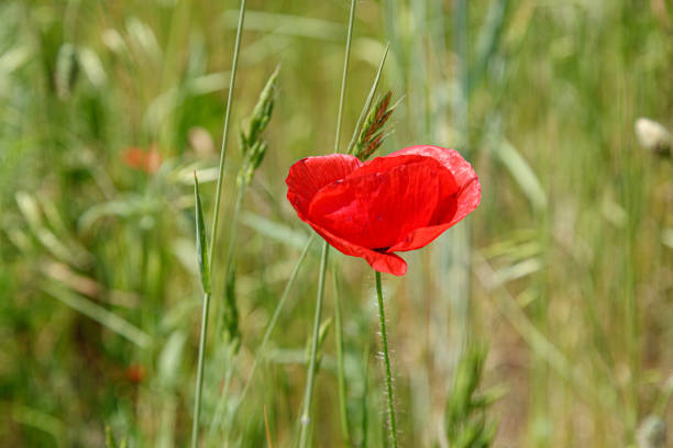 Beautiful red poppies on the field close-up