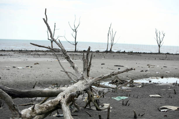 istock image of dead plant, polluted beach 1700725591