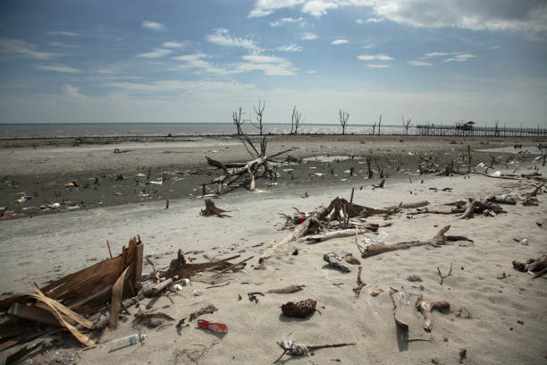 istock image of dead plant, polluted beach 1700725613
