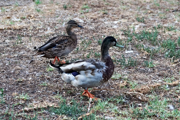 istock A pair of Mallard duck 1700726143