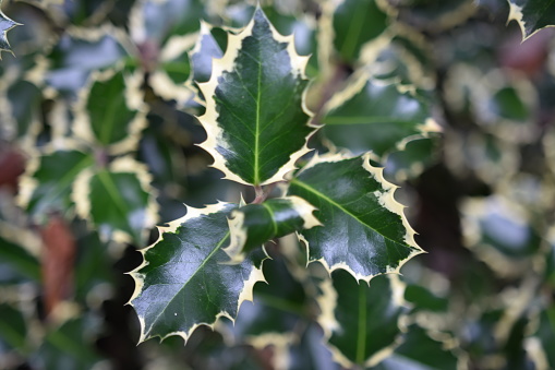 Holly is an ornamental plant with two-colored leaves in an interesting composition